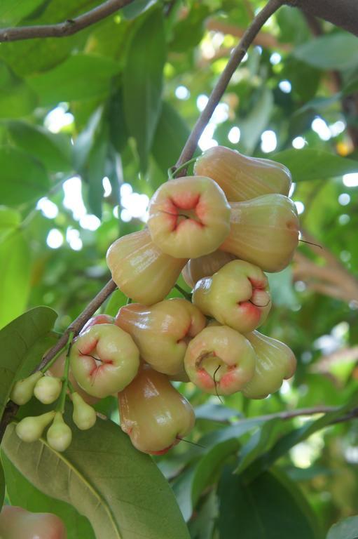 בופוט Cashew Nut Village מראה חיצוני תמונה