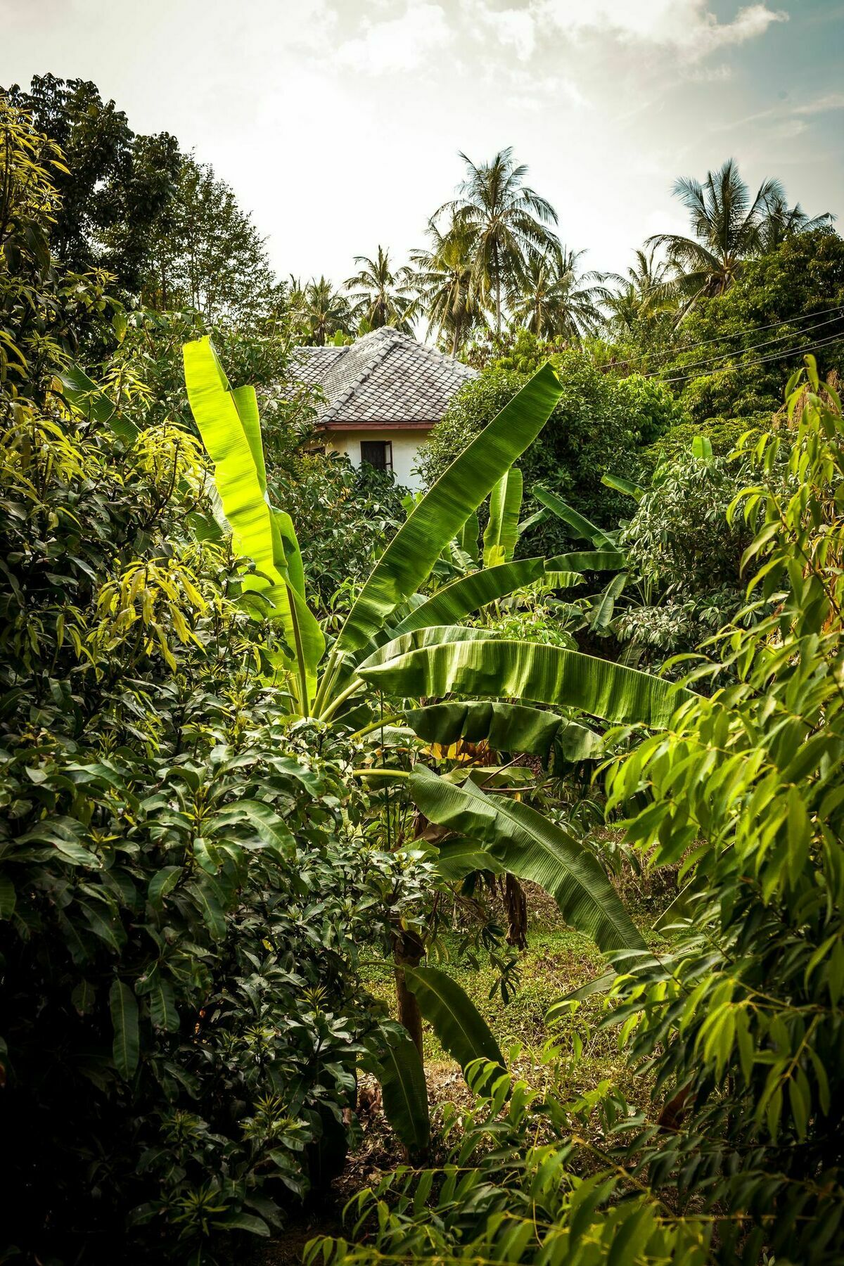 בופוט Cashew Nut Village מראה חיצוני תמונה